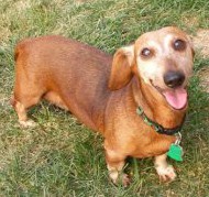 Sabrina; photo from Dachshund Rescue of North America